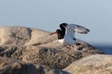 Ostrygojad zwyczajny, ostrygojad, Haematopus ostralegus