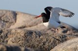 Ostrygojad zwyczajny, ostrygojad, Haematopus ostralegus