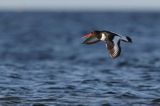 Ostrygojad zwyczajny, ostrygojad, Haematopus ostralegus