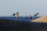 Ostrygojad zwyczajny, ostrygojad, Haematopus ostralegus