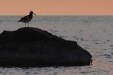 Ostrygojad zwyczajny, ostrygojad, Haematopus ostralegus