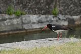 Ostrygojad zwyczajny, ostrygojad, Haematopus ostralegus