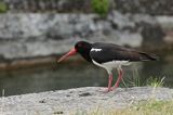 Ostrygojad zwyczajny, ostrygojad, Haematopus ostralegus