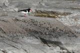 Ostrygojad zwyczajny, ostrygojad, Haematopus ostralegus