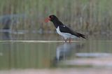 Ostrygojad zwyczajny, ostrygojad, Haematopus ostralegus