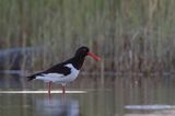 Ostrygojad zwyczajny, ostrygojad, Haematopus ostralegus