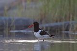 Ostrygojad zwyczajny, ostrygojad, Haematopus ostralegus