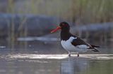 Ostrygojad zwyczajny, ostrygojad, Haematopus ostralegus