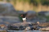 Ostrygojad zwyczajny, ostrygojad, Haematopus ostralegus