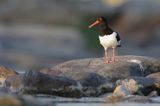 Ostrygojad zwyczajny, ostrygojad, Haematopus ostralegus