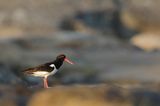 Ostrygojad zwyczajny, ostrygojad, Haematopus ostralegus