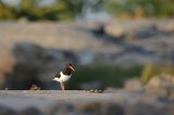 Ostrygojad zwyczajny, ostrygojad, Haematopus ostralegus