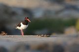 Ostrygojad zwyczajny, ostrygojad, Haematopus ostralegus