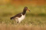 Ostrygojad zwyczajny, ostrygojad, Haematopus ostralegus, pisklę