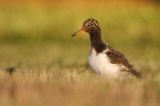 Ostrygojad zwyczajny, ostrygojad, Haematopus ostralegus, pisklę