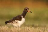 Ostrygojad zwyczajny, ostrygojad, Haematopus ostralegus, pisklę