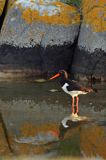 Ostrygojad zwyczajny, ostrygojad, Haematopus ostralegus, Szwecja Zachodnia, Kattegat