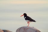 Ostrygojad zwyczajny, ostrygojad, Haematopus ostralegus, Szwecja Zachodnia, Kattegat