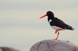 Ostrygojad zwyczajny, ostrygojad, Haematopus ostralegus, Szwecja Zachodnia, Kattegat