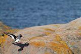 Ostrygojad zwyczajny, ostrygojad, Haematopus ostralegus, Szwecja Zachodnia, Kattegat