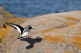 Ostrygojad zwyczajny, ostrygojad, Haematopus ostralegus, Szwecja Zachodnia, Kattegat