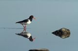 Ostrygojad zwyczajny, ostrygojad, Haematopus ostralegus, Szwecja Zachodnia, Kattegat