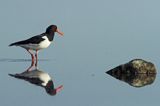 Ostrygojad zwyczajny, ostrygojad, Haematopus ostralegus, Szwecja Zachodnia, Kattegat