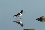 Ostrygojad zwyczajny, ostrygojad, Haematopus ostralegus, Szwecja Zachodnia, Kattegat