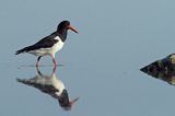 Ostrygojad zwyczajny, ostrygojad, Haematopus ostralegus, Szwecja Zachodnia, Kattegat