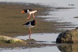 Ostrygojad zwyczajny, ostrygojad, Haematopus ostralegus, Szwecja Zachodnia, Kattegat