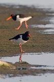 Ostrygojad zwyczajny, ostrygojad, Haematopus ostralegus, Szwecja Zachodnia, Kattegat