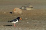 Ostrygojad zwyczajny, ostrygojad, Haematopus ostralegus, Szwecja Zachodnia, Kattegat