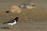 Ostrygojad zwyczajny, ostrygojad, Haematopus ostralegus, Szwecja Zachodnia, Kattegat