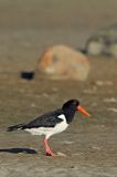 Ostrygojad zwyczajny, ostrygojad, Haematopus ostralegus, Szwecja Zachodnia, Kattegat