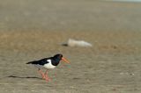 Ostrygojad zwyczajny, ostrygojad, Haematopus ostralegus, Szwecja Zachodnia, Kattegat