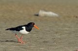 Ostrygojad zwyczajny, ostrygojad, Haematopus ostralegus, Szwecja Zachodnia, Kattegat