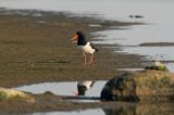 Ostrygojad zwyczajny, ostrygojad, Haematopus ostralegus, Szwecja Zachodnia, Kattegat