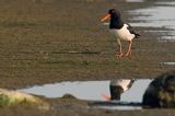 Ostrygojad zwyczajny, ostrygojad, Haematopus ostralegus, Szwecja Zachodnia, Kattegat