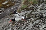 Ostrygojad zwyczajny, ostrygojad, Haematopus ostralegus, Szwecja Zachodnia, Kattegat