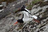 Ostrygojad zwyczajny, ostrygojad, Haematopus ostralegus, Szwecja Zachodnia, Kattegat