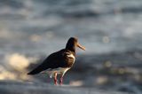 Ostrygojad zwyczajny, ostrygojad, Haematopus ostralegus, Szwecja Zachodnia, Kattegat