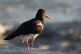 Ostrygojad zwyczajny, ostrygojad, Haematopus ostralegus, Szwecja Zachodnia, Kattegat