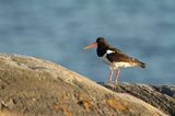 Ostrygojad zwyczajny, ostrygojad, Haematopus ostralegus, Szwecja Zachodnia, Kattegat