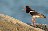 Ostrygojad zwyczajny, ostrygojad, Haematopus ostralegus, Szwecja Zachodnia, Kattegat