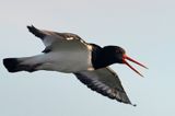 Ostrygojad zwyczajny, ostrygojad, Haematopus ostralegus