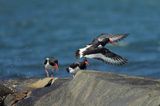 Ostrygojad zwyczajny, ostrygojad, Haematopus ostralegus, Szwecja Zachodnia, Kattegat