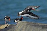 Ostrygojad zwyczajny, ostrygojad, Haematopus ostralegus, Szwecja Zachodnia, Kattegat