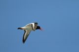 Ostrygojad zwyczajny, ostrygojad, Haematopus ostralegus