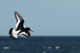 Ostrygojad zwyczajny, ostrygojad, Haematopus ostralegus, Szwecja Zachodnia, Kattegat