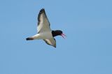 Ostrygojad zwyczajny, ostrygojad, Haematopus ostralegus